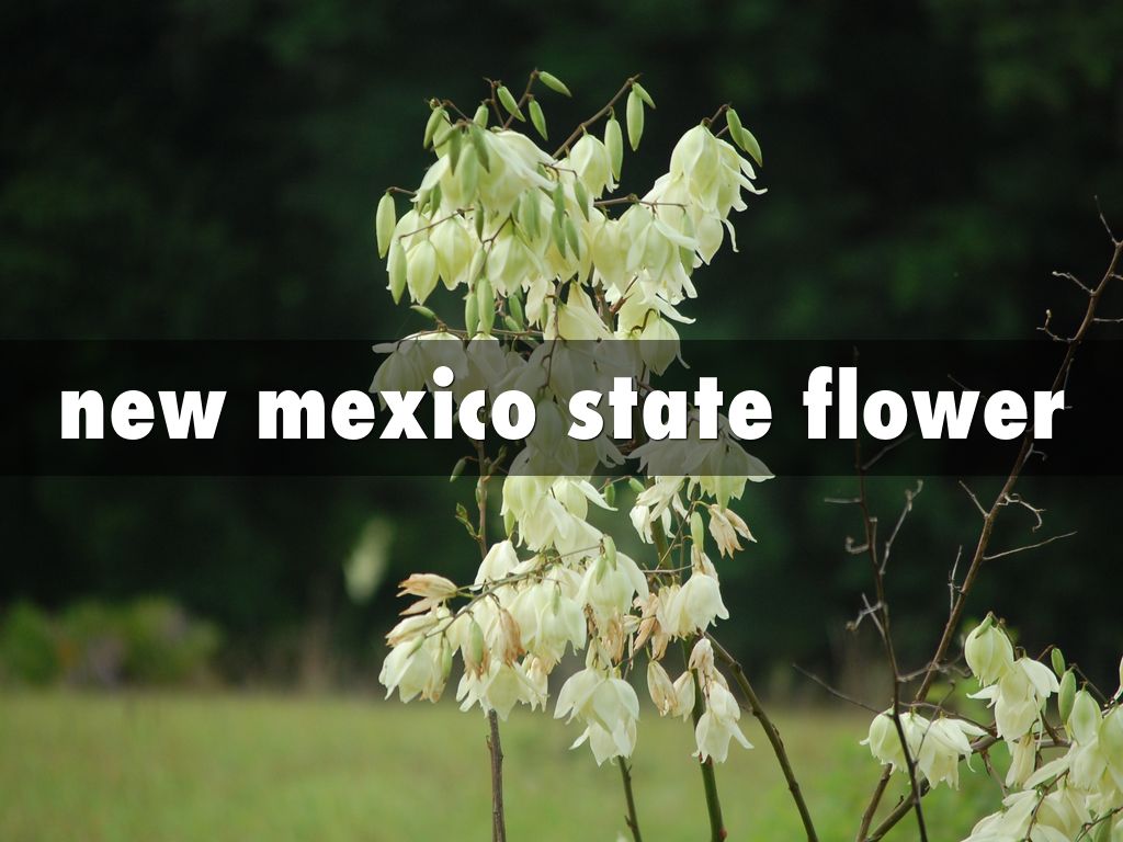 new mexico state flower and tree flowers healthy