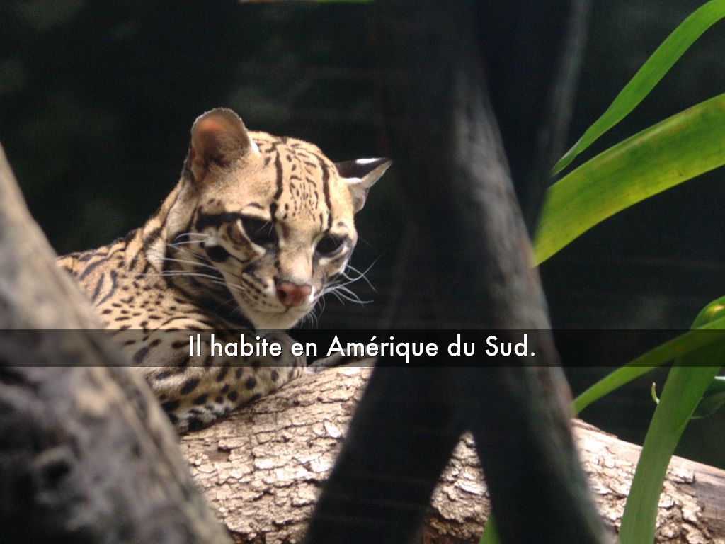 Carnivore D'amérique Du Sud En 5 Lettres L'ocelot by medumond