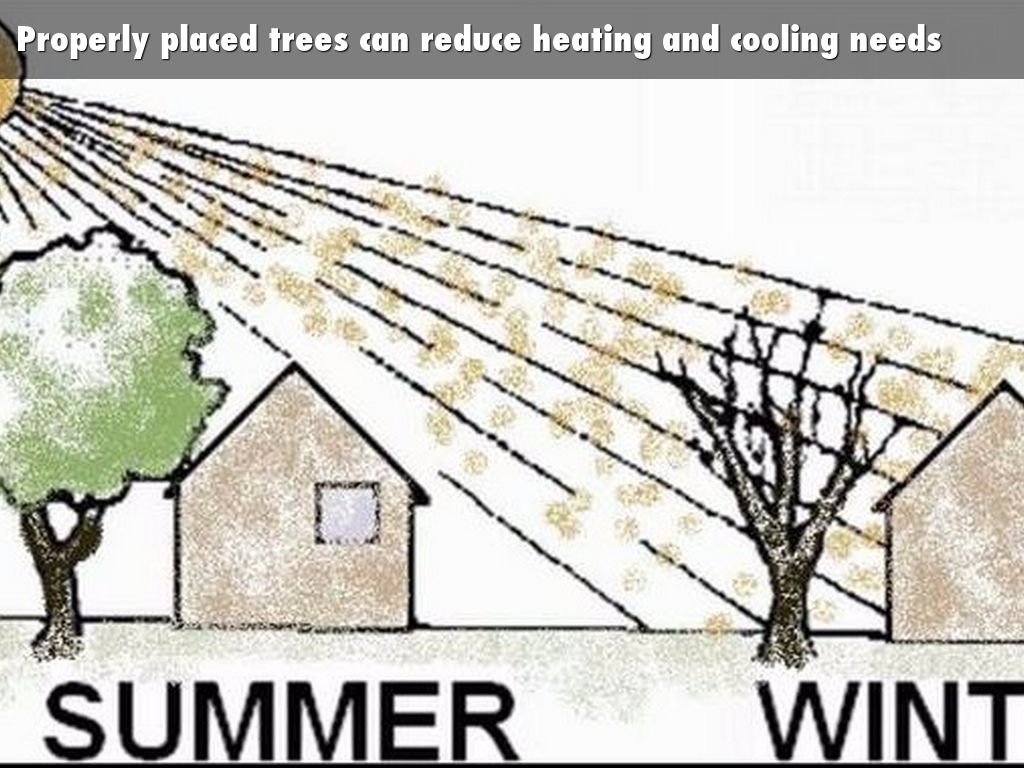 The Benefits of Trees by Hallie Dozier