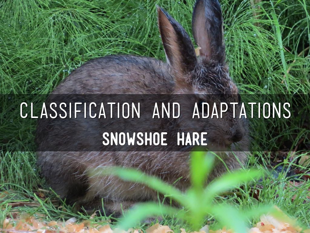 Classification/Adaptations