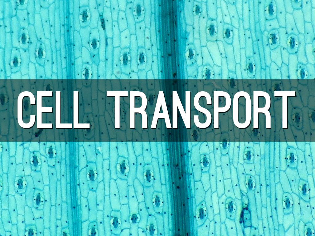 Cell Transport