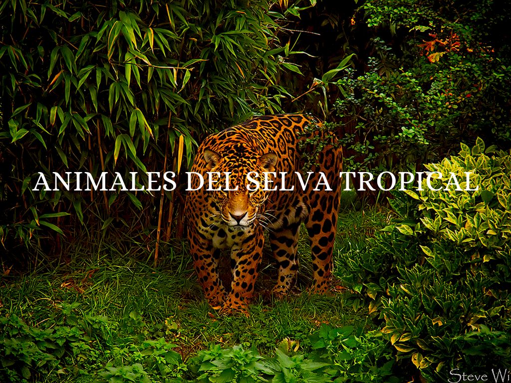 Animles del bossque tropical