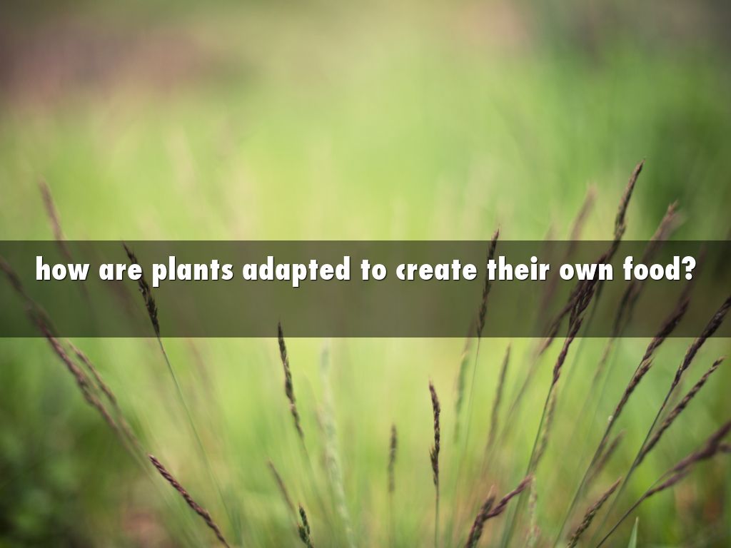 how are plants adapted to create their own food? by
