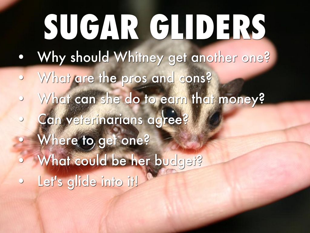 SUGAR GLIDERS