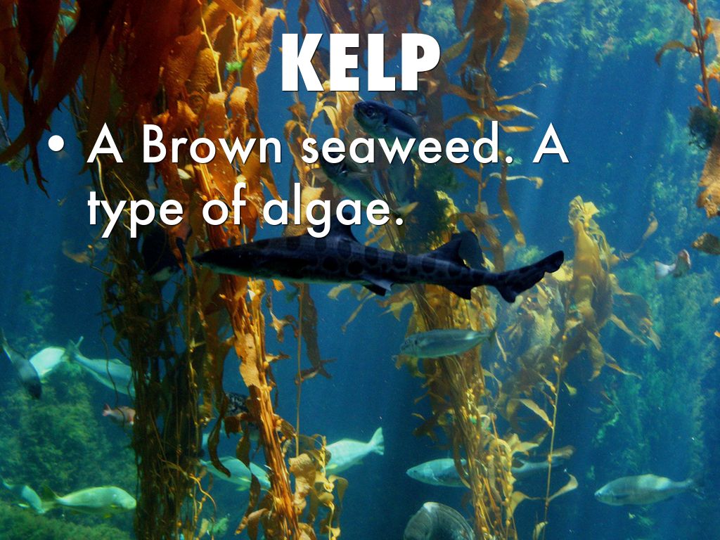 Terrestrial Environments           