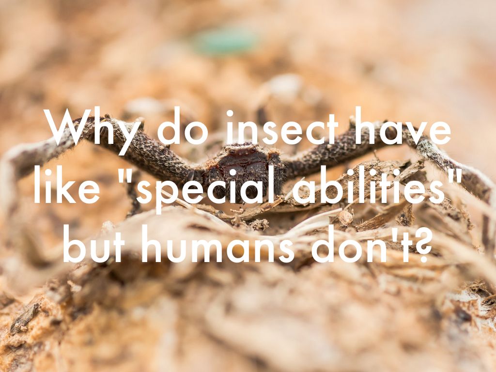 Insect Assessment by Damian Moon