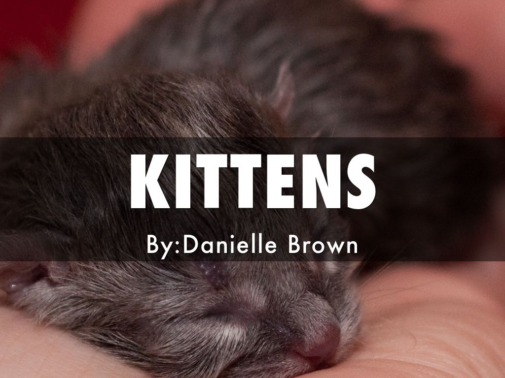 KITTENS!!!