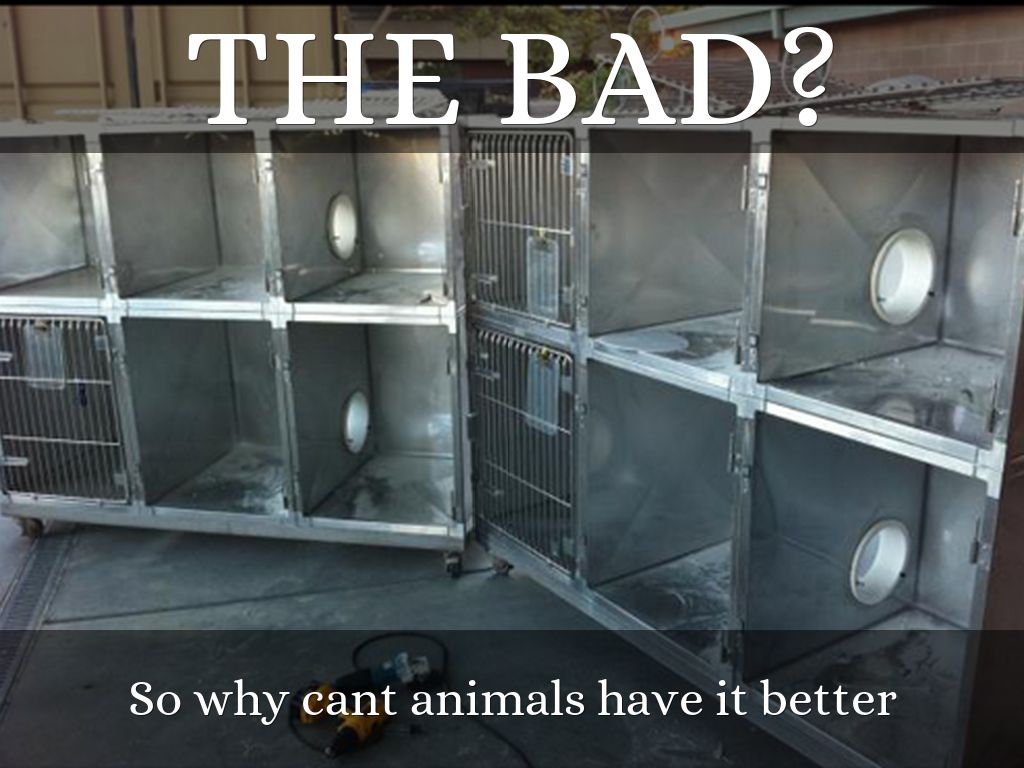 Animals should be in cages by haalvin97