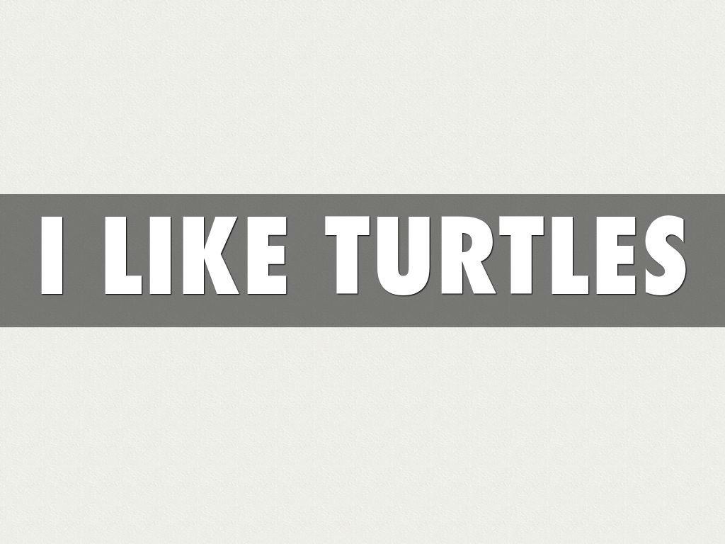 🐢🐢🐢🐢🐢🐢🐢Turtles By Gabe