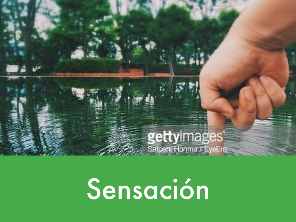 Sensación y percepción