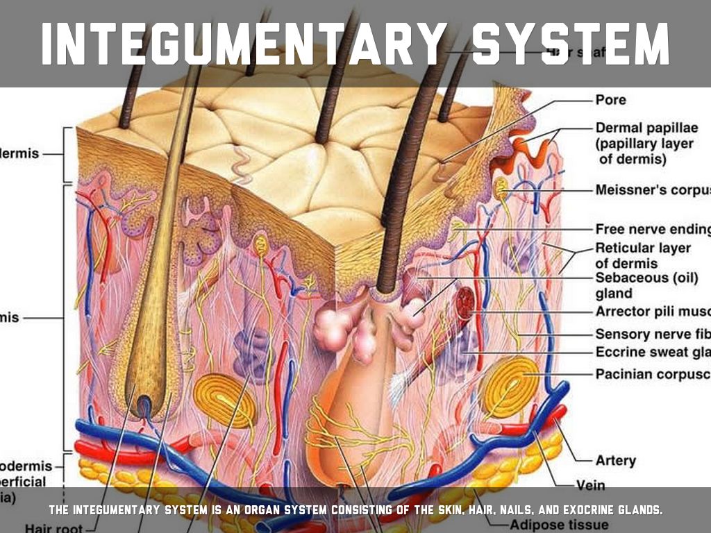 Human Body By Bobbi Rose