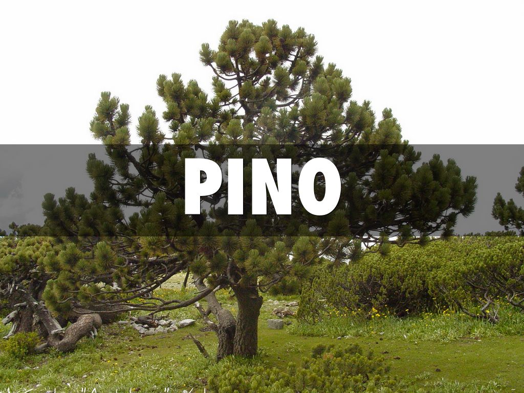 Copy of CLIMA MEDITERRANEO