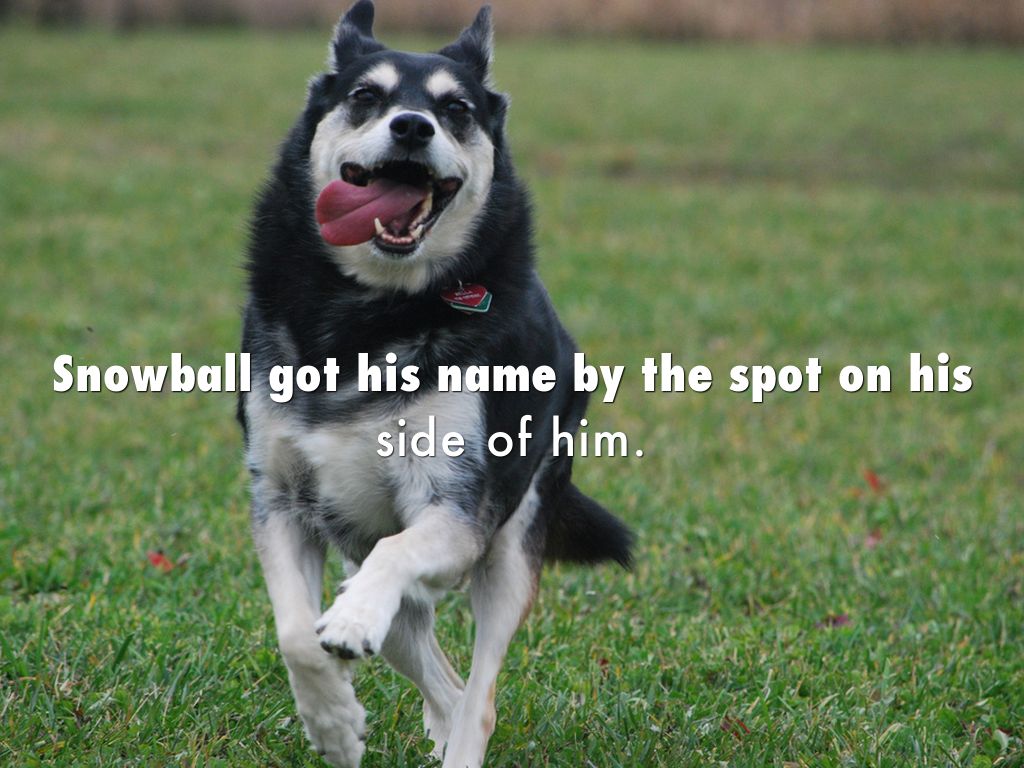 Snowball by pearcesclass