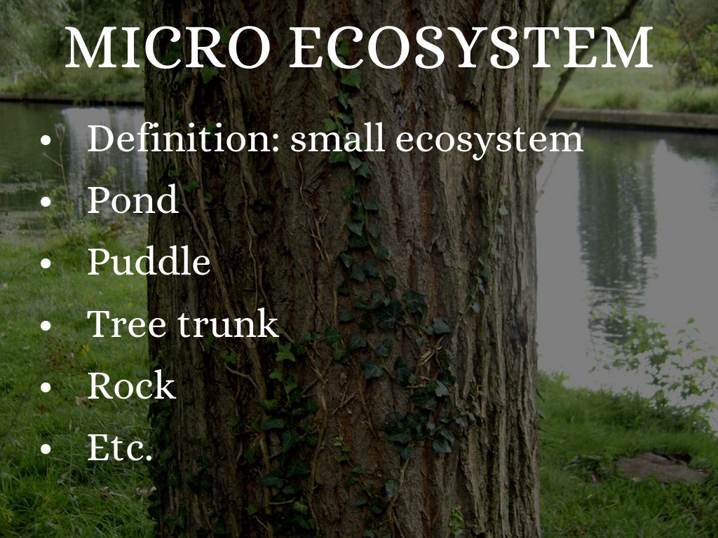 🌱 Micro ecosystem. Role of Microbes in Ecosystems. 20190217