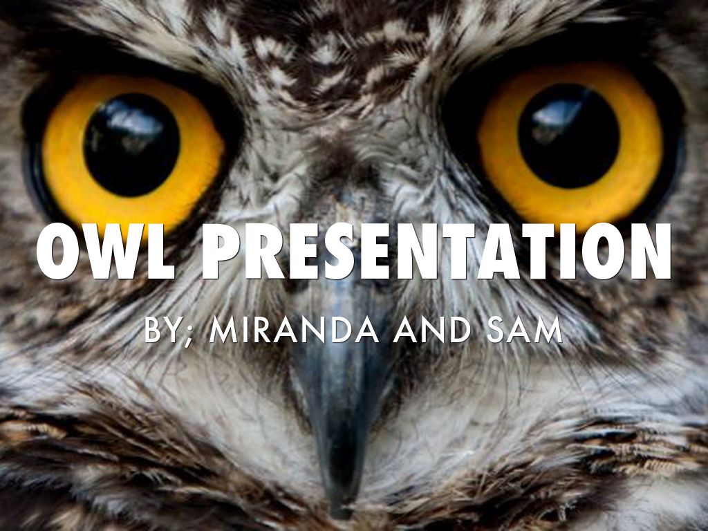 Owl Presentation 