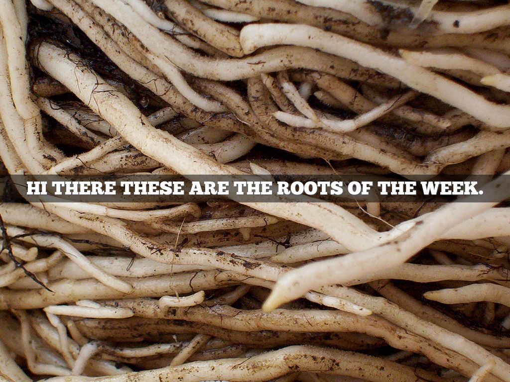 Greek And Latin Roots