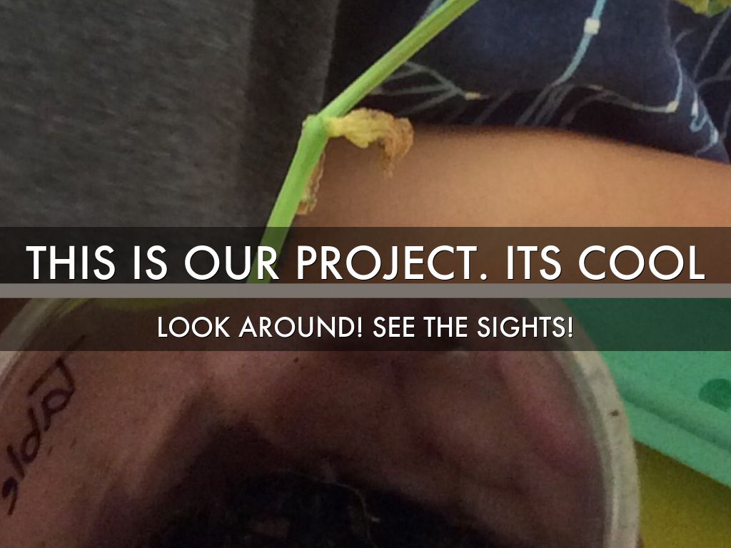 How The Bean Plant Grows