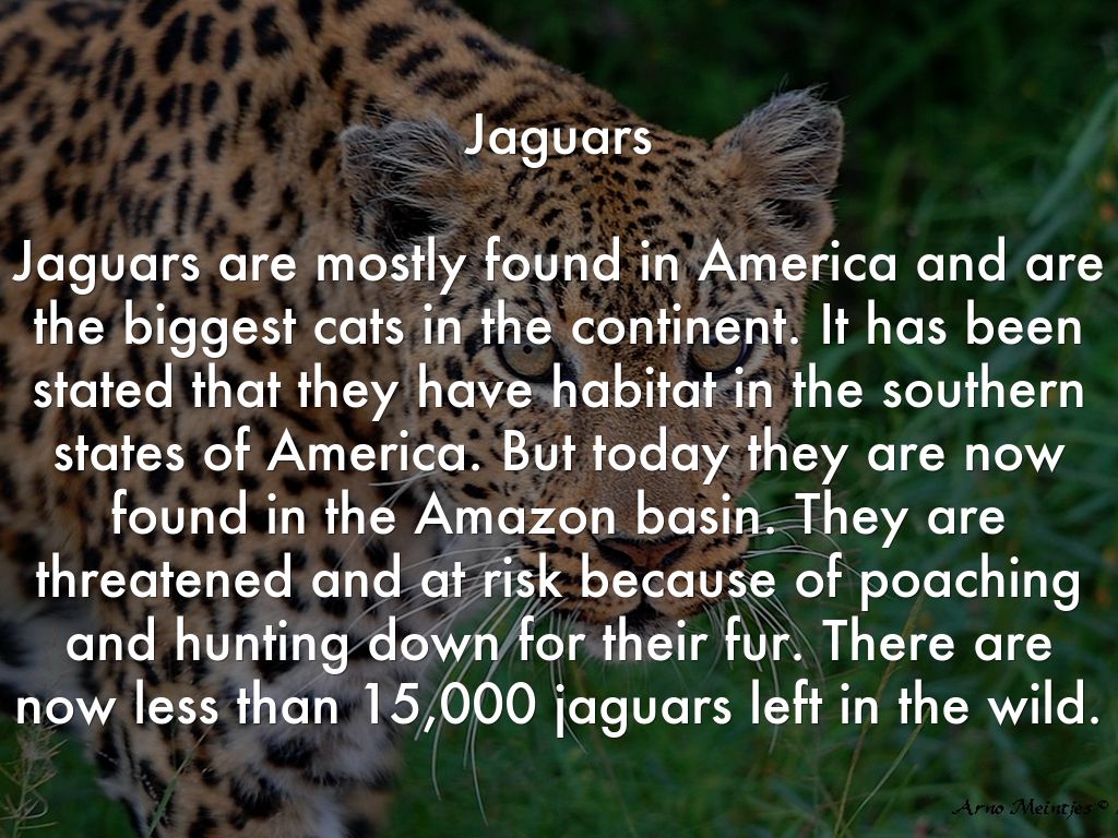 endangered species study jaguars Essay endangered species study: jaguars i the jaguars of central and south america have been being killed for game and protection this cat used to have homes around the united states to uruguay, but ever since the fears of extinction the jaguars have moved to the undeveloped rain. endangered species study jaguars Essay endangered species study: jaguars i the jaguars of central and south america have been being killed for game and protection this cat used to have homes around the united states to uruguay, but ever since the fears of extinction the jaguars have moved to the undeveloped rain.