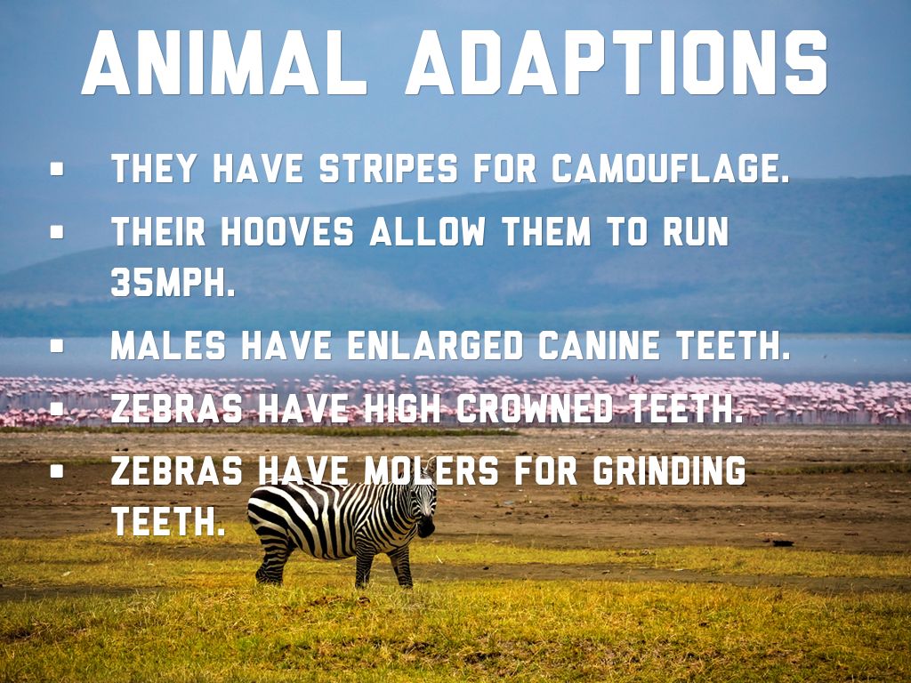 Zebras by Nolyn Martinson