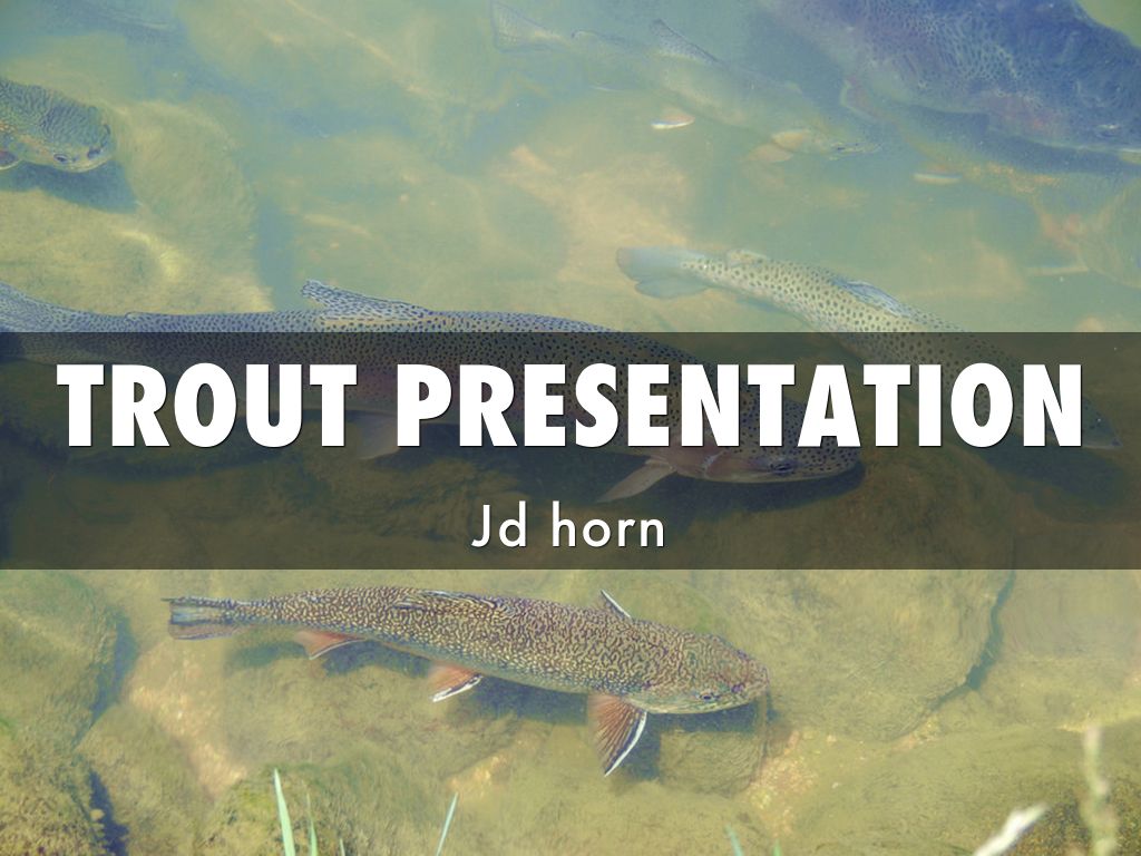 Trout In The Classroom Project