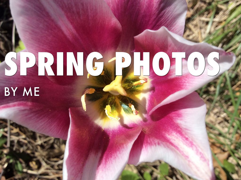 Spring Photos