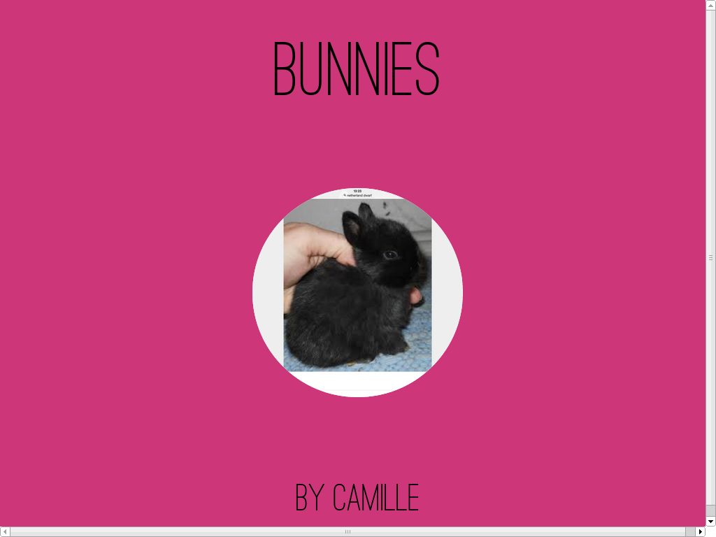 Bunnies