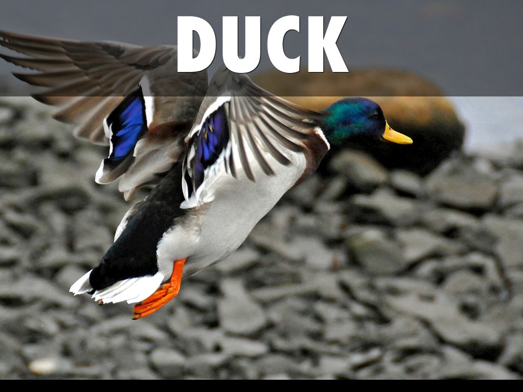 Duck