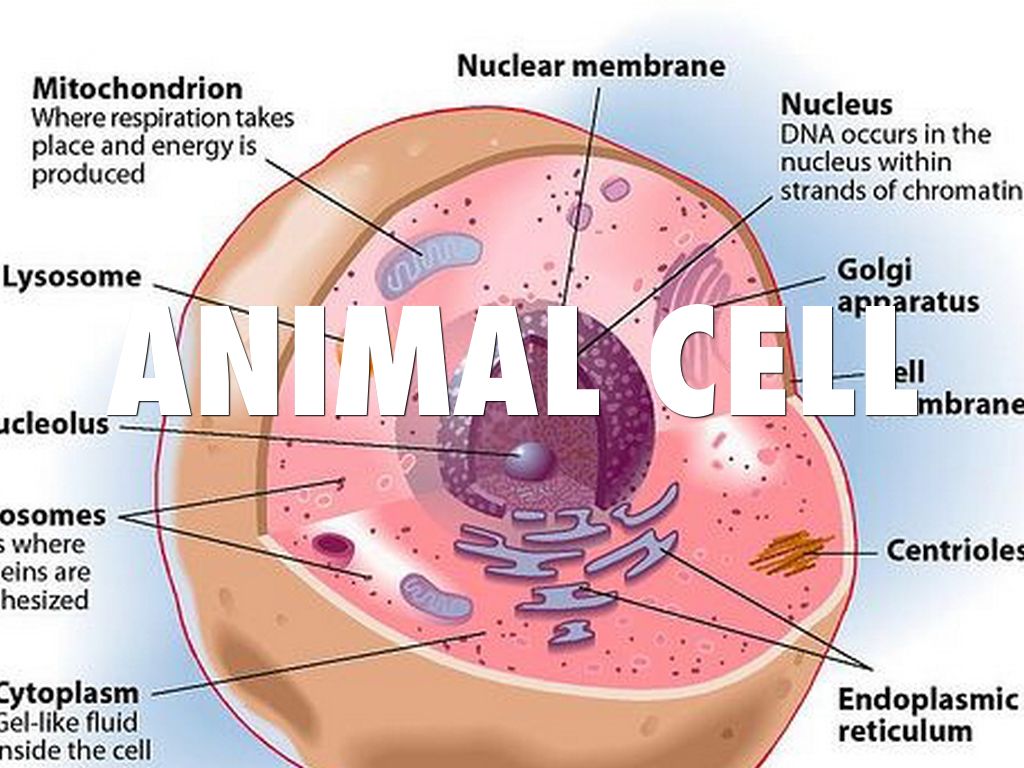 Animal Cell