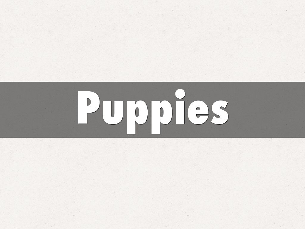 Puppies