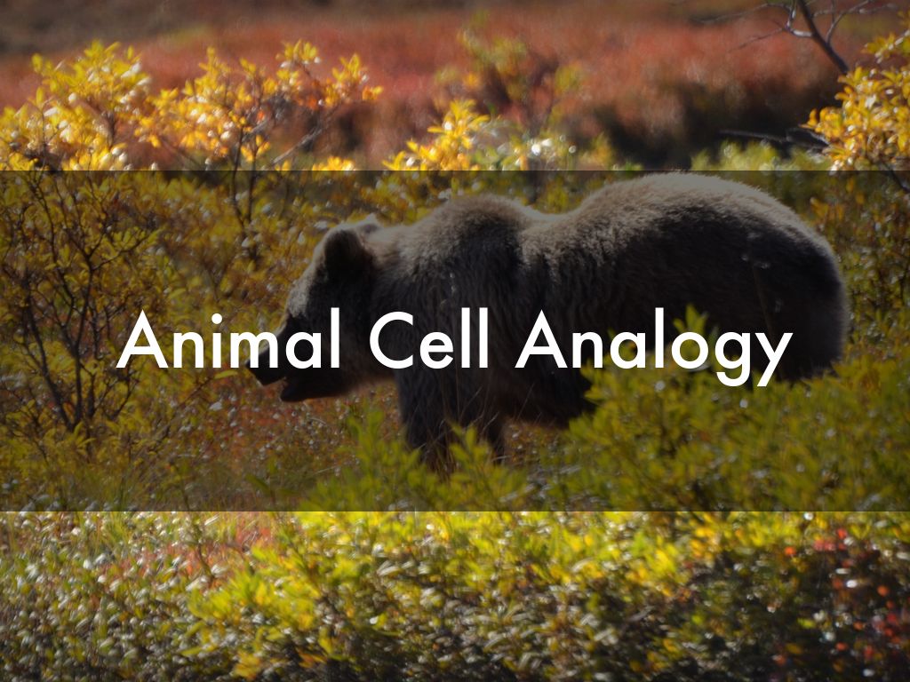 Animal Cell Analogy