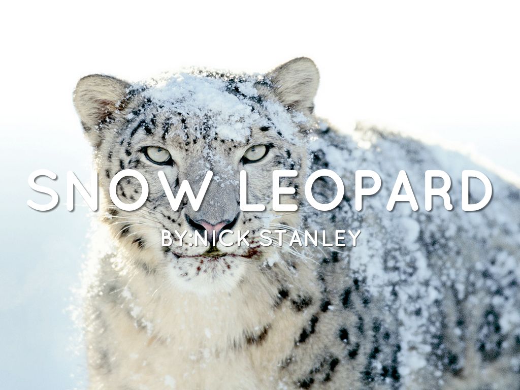 Snow Leopard