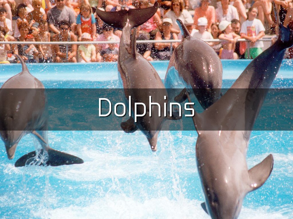 Dolphins 