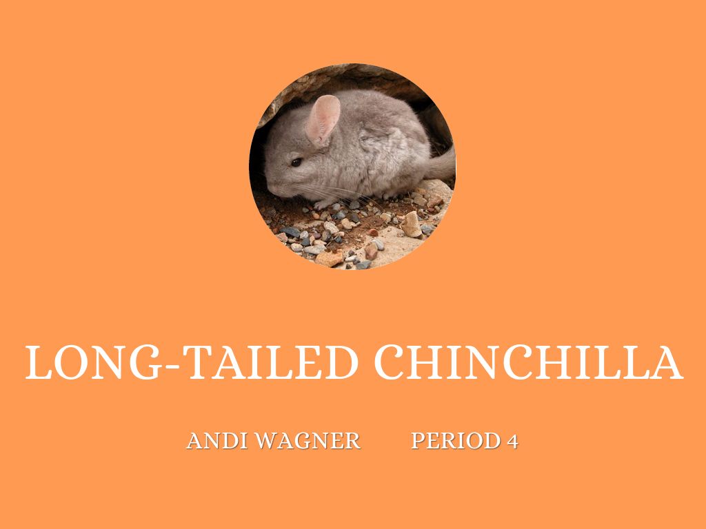 Copy of Chinchilla