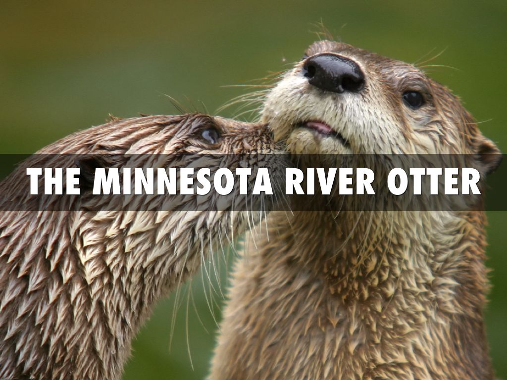 River Otter By Laney