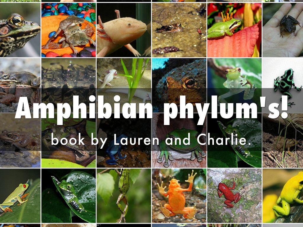 Amphibian phylum's!