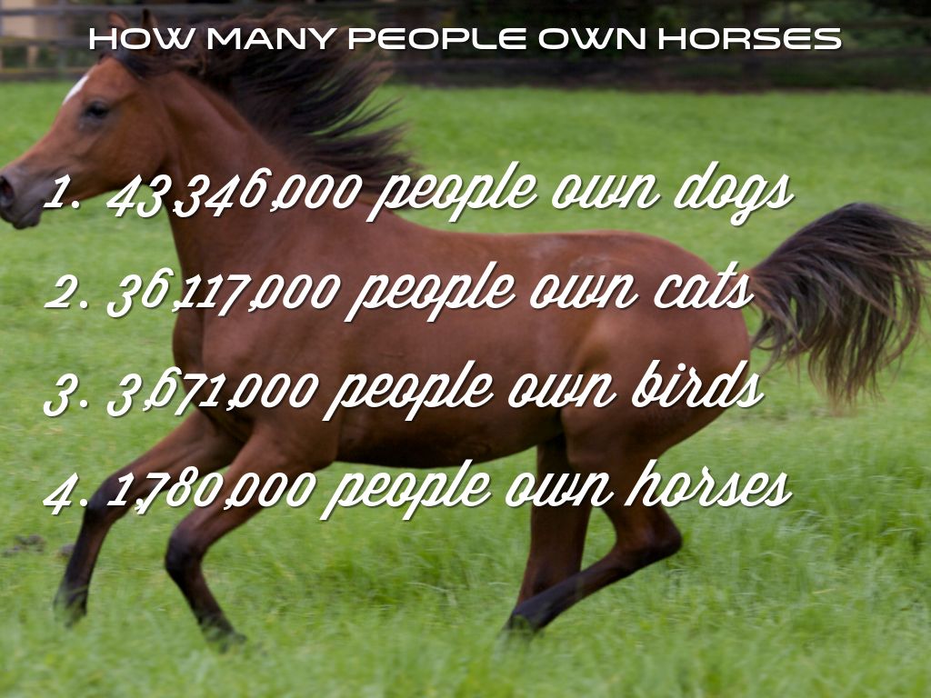 Most popular horse breeds in America by tplomeg