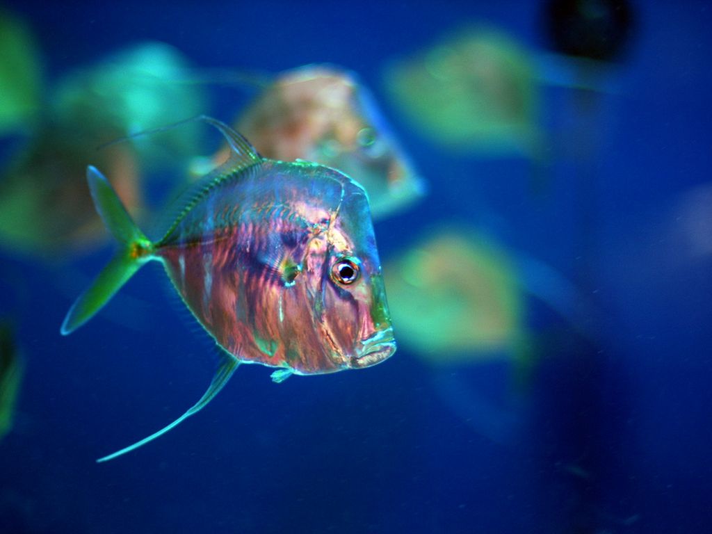 зебрасома парусная желтая. рыба сафага. Fish fishes множественное число. 1 a fish. рыбки картинки.