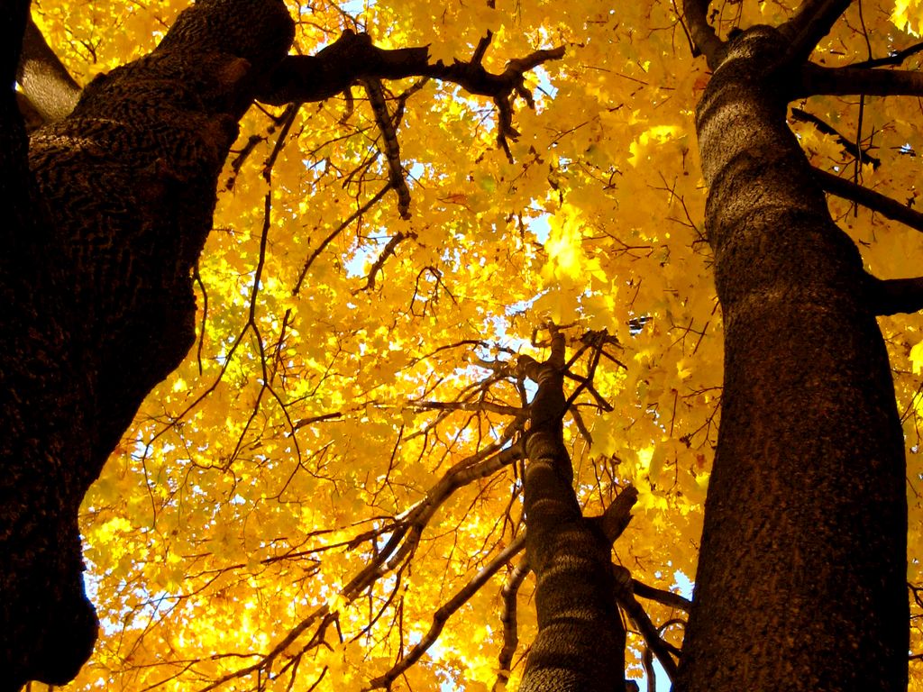 Red Wood Trees