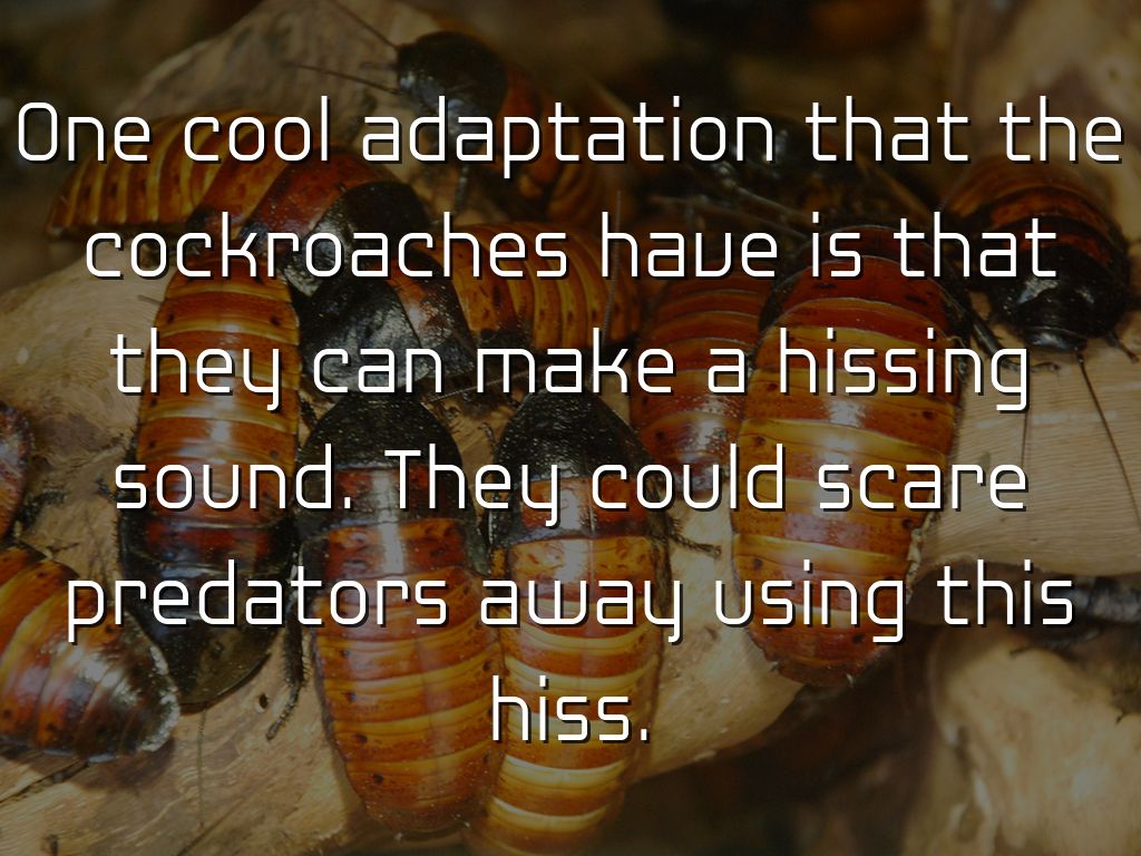 Cockroach Adaptations Insect Assessment by Dillon Linz