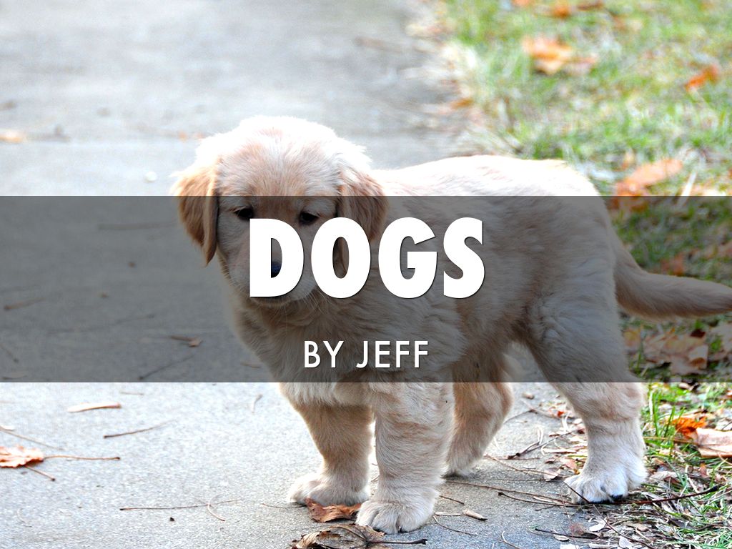 Dogs