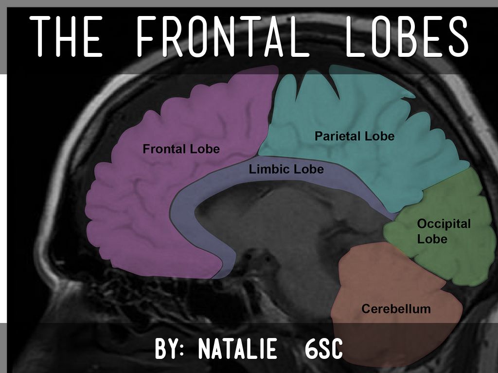 The Frontal Lobes