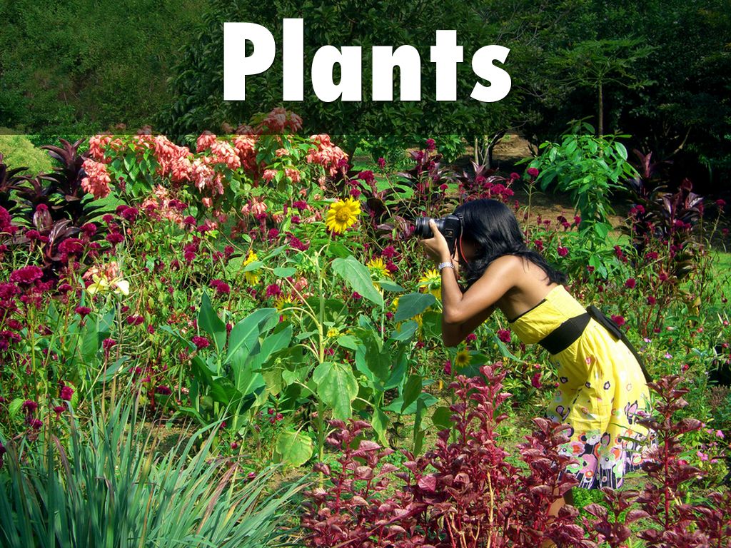 Plants