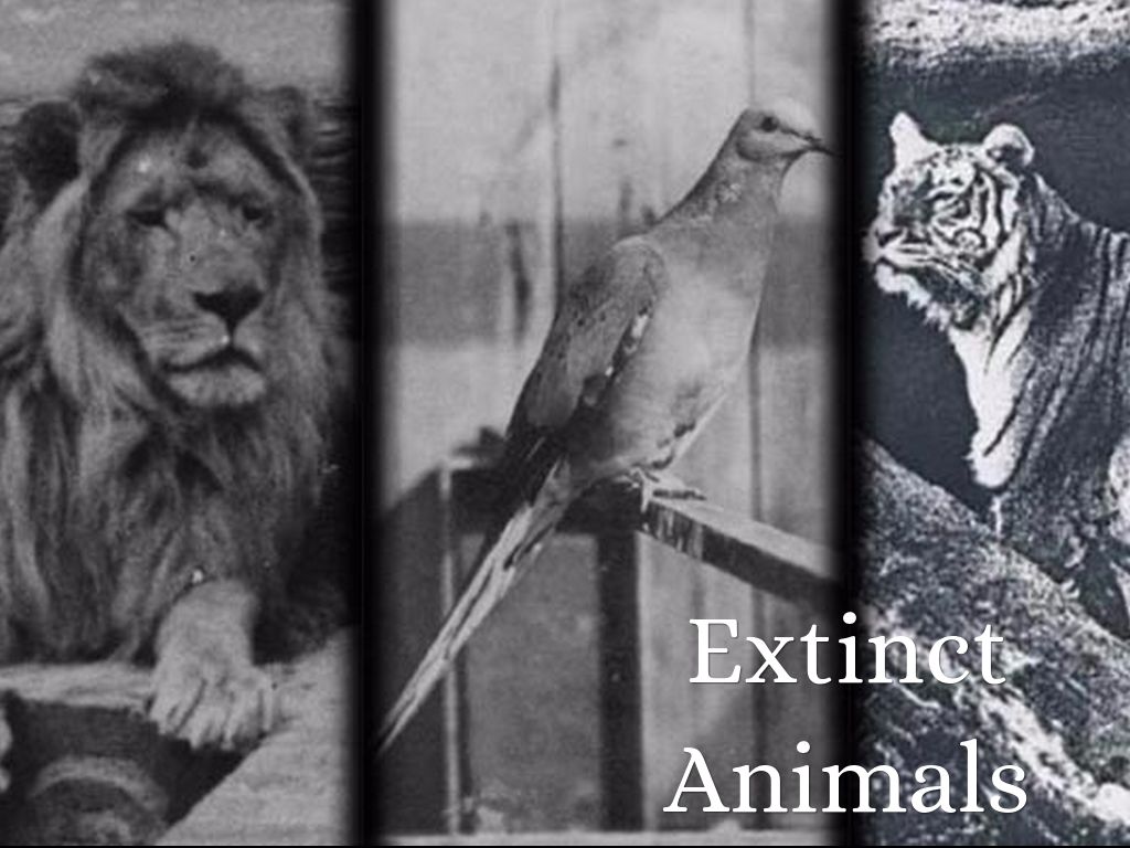              Extinct Animals
