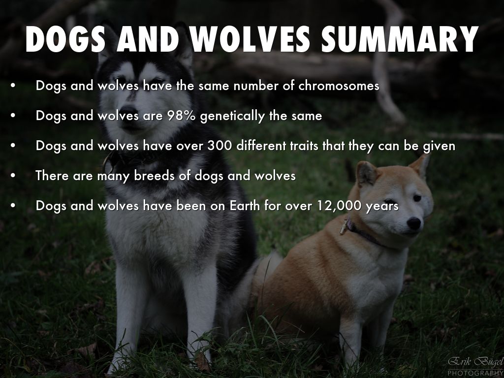 Dogs and Wolves by ashellow