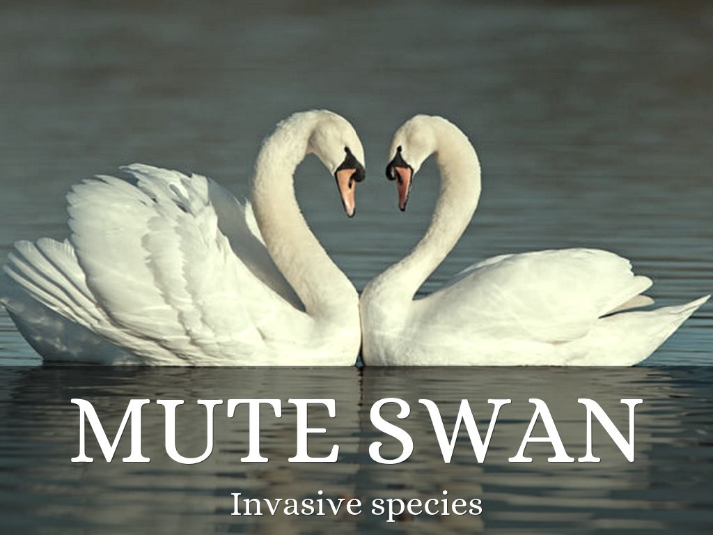 Mute swan