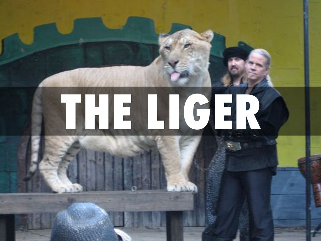 The Liger