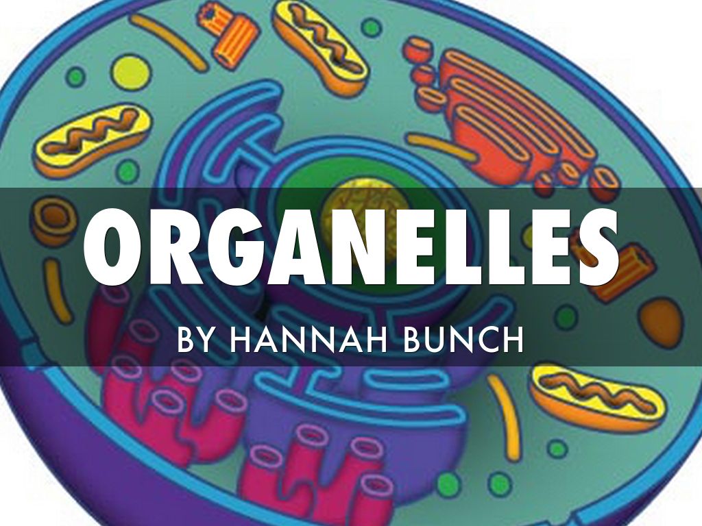 Organelles