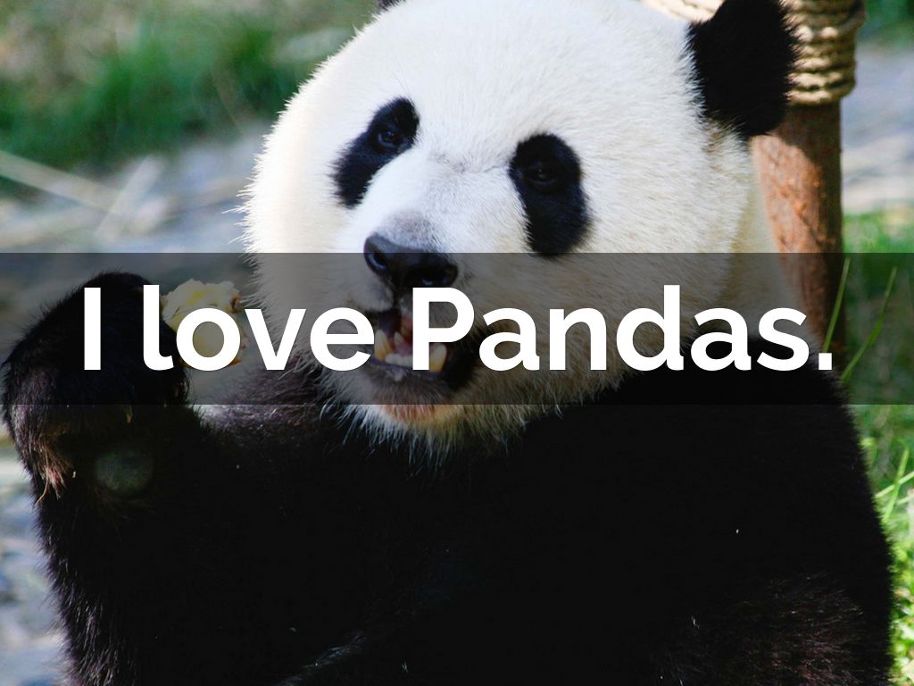 I love Pandas.