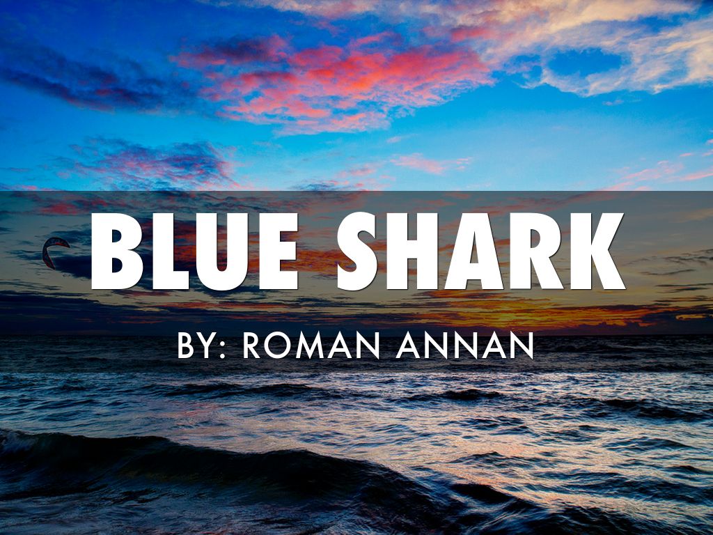 Blue Shark