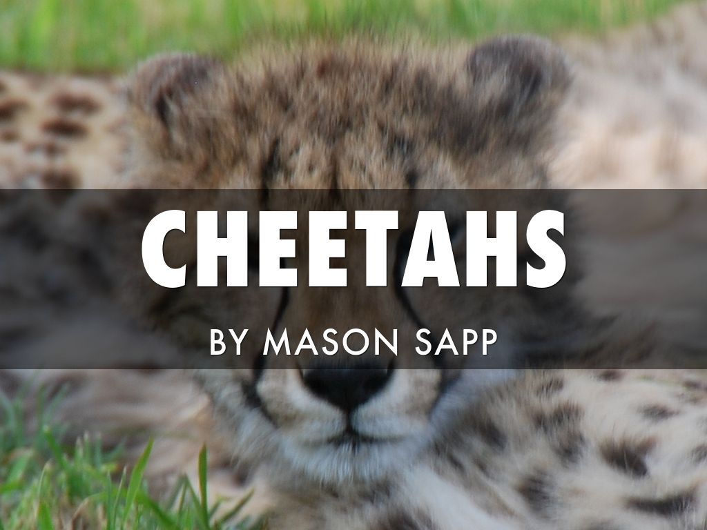 CHEETAHS BY MASON SAPP